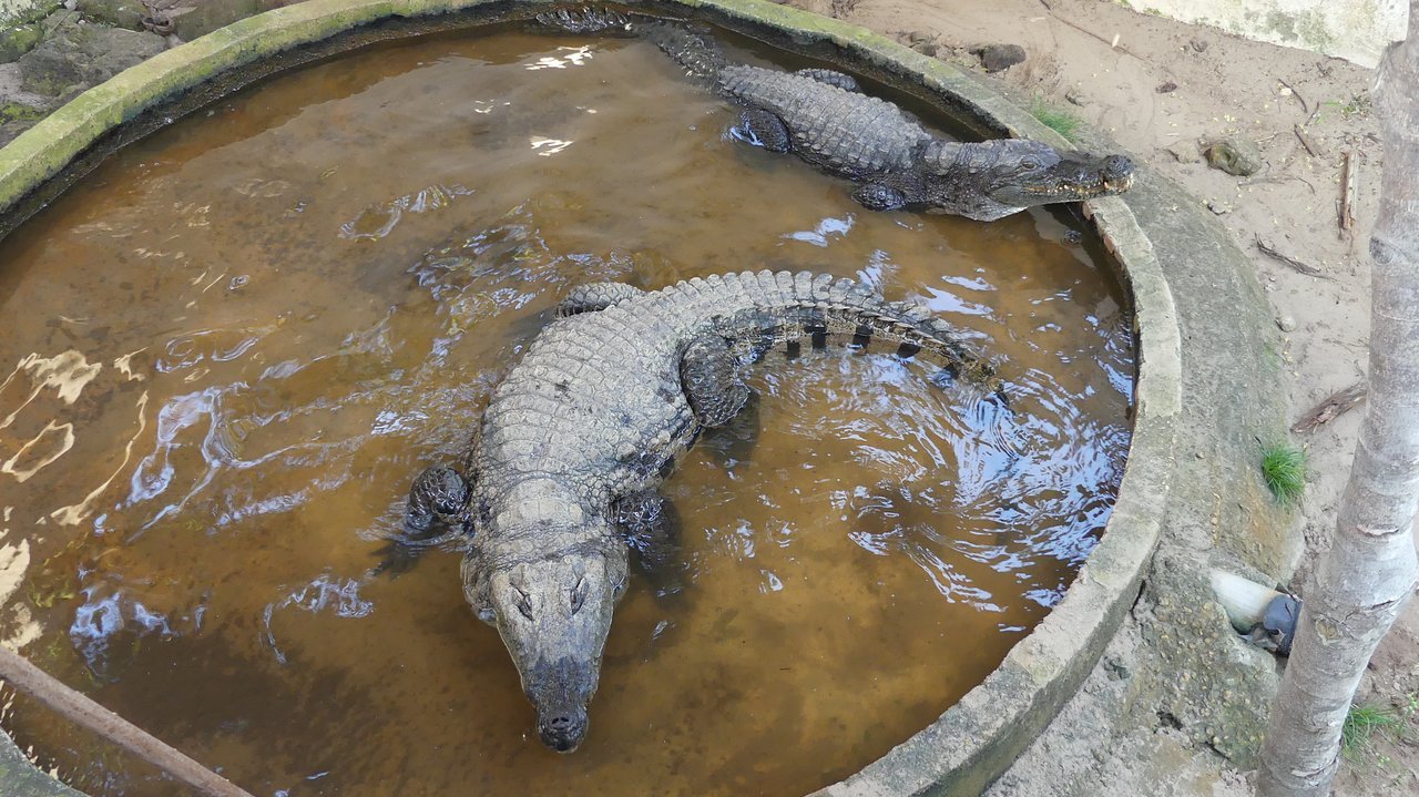 Le Parc Zoologique de CROCODILE DIPI